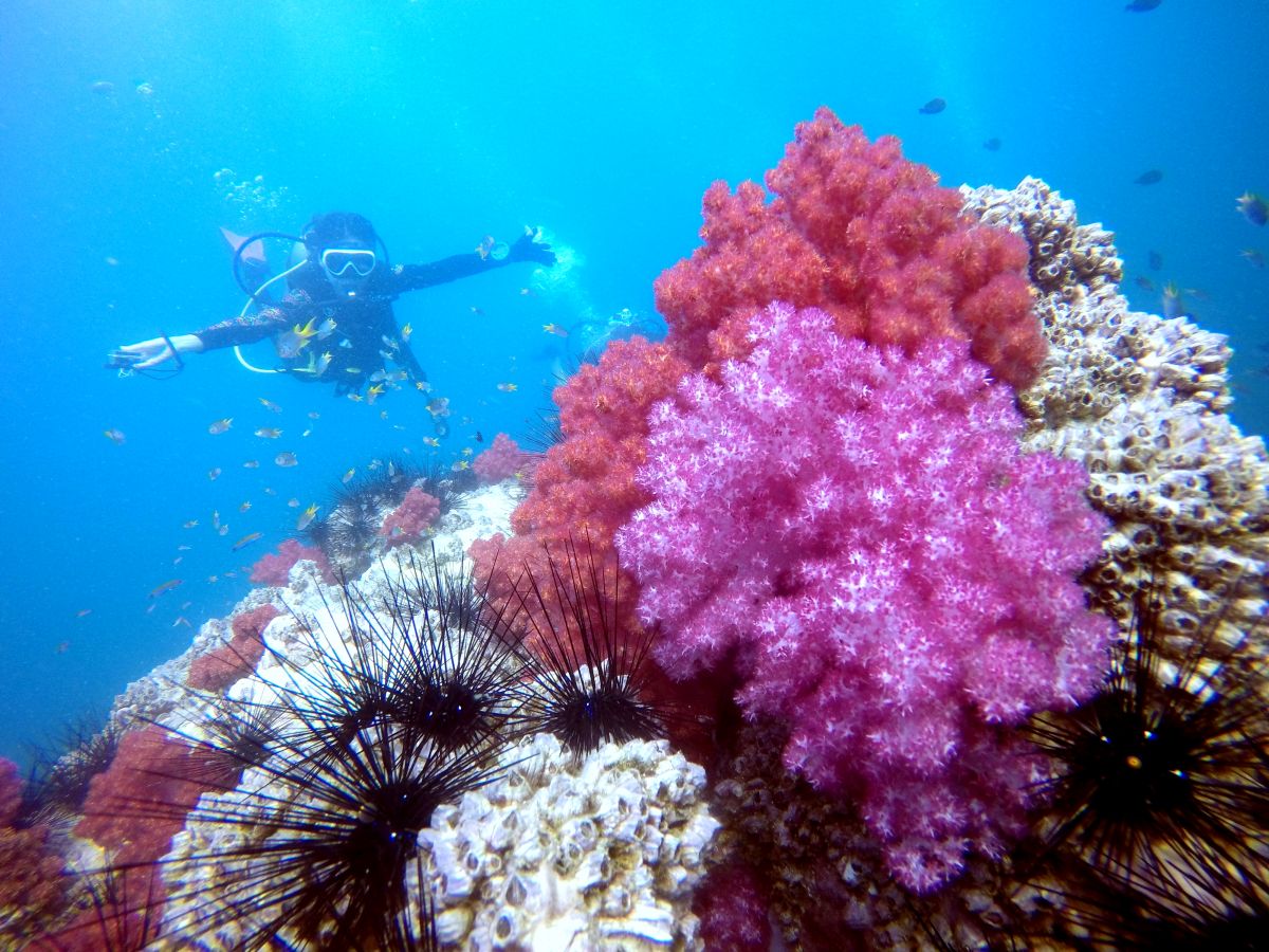 DCIM103GOPROGOPR1788. Best Scuba Diving Company in Phuket