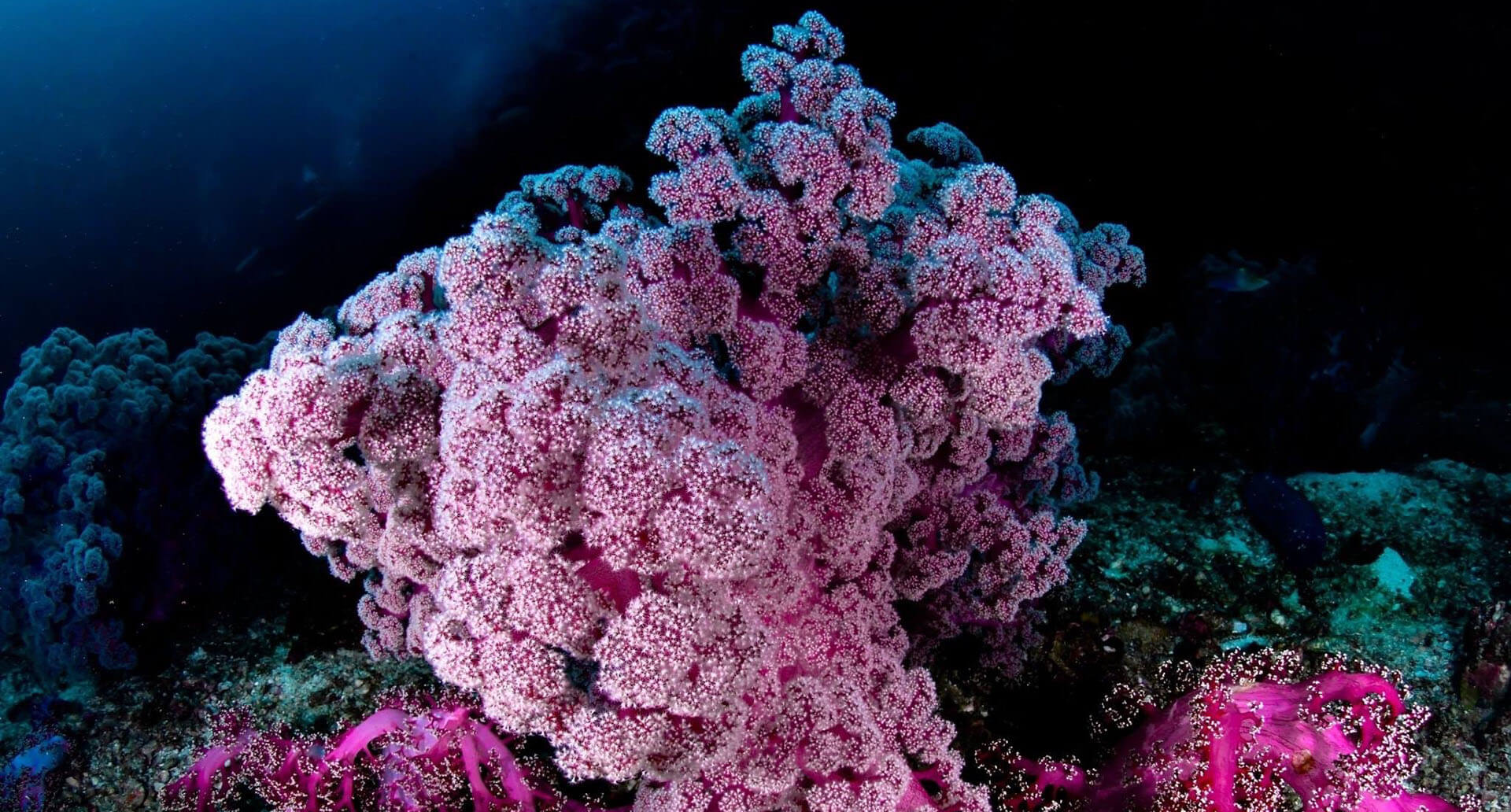 Best Diving in Phuket